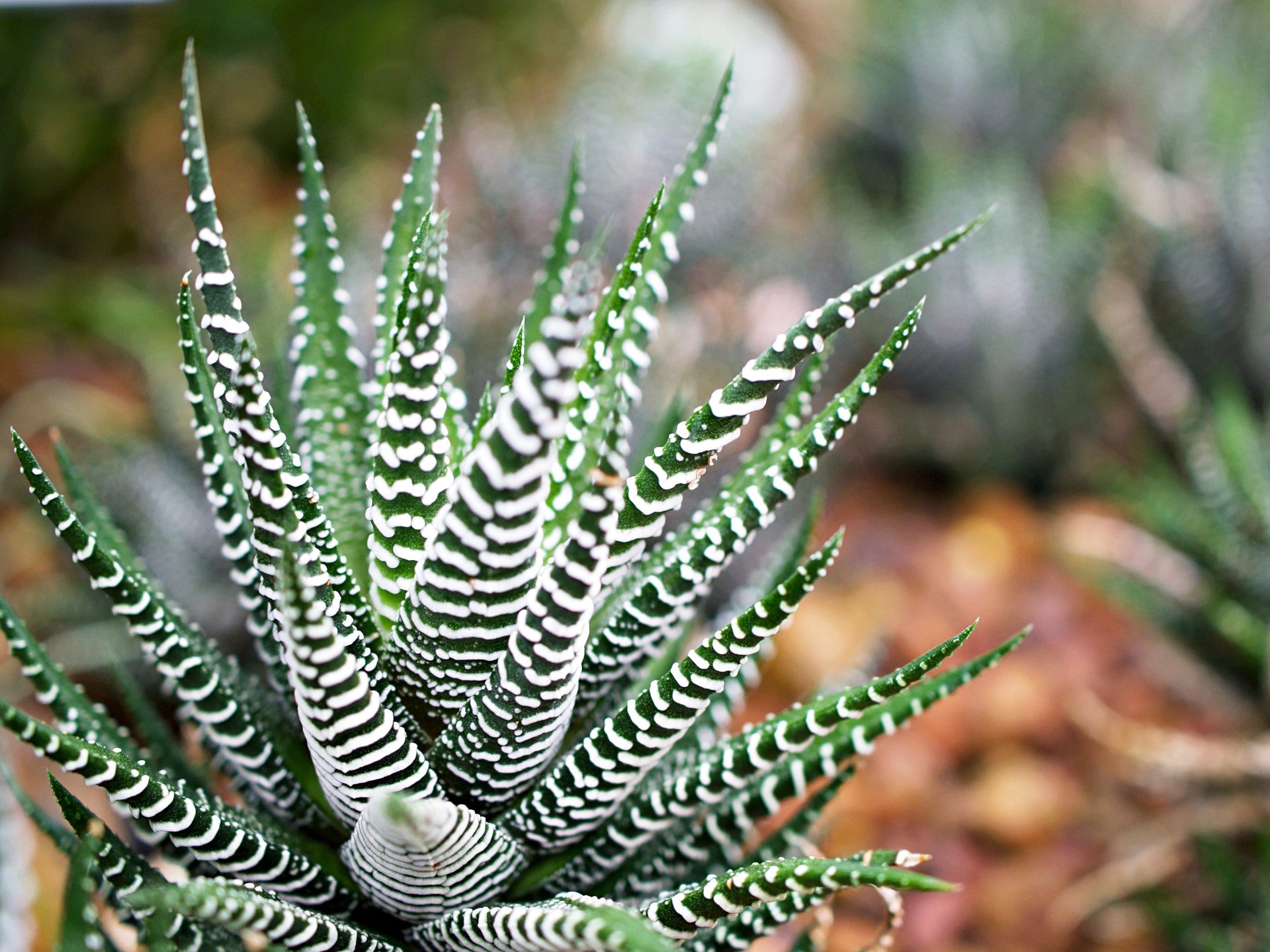 succulent plants adelaide Buy Haworthia Attenuata