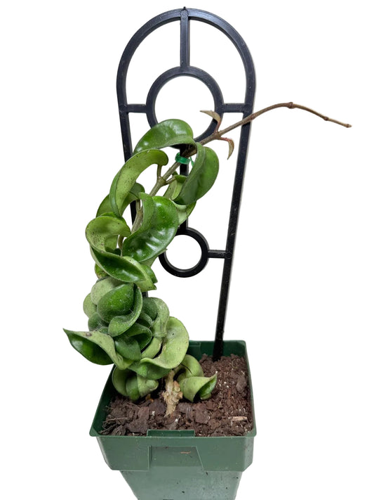 A green trailing succulent plant, likely a Hoya carnosa, growing in a green plastic starter pot and supported by a black metal trellis against a plain off-white wall.