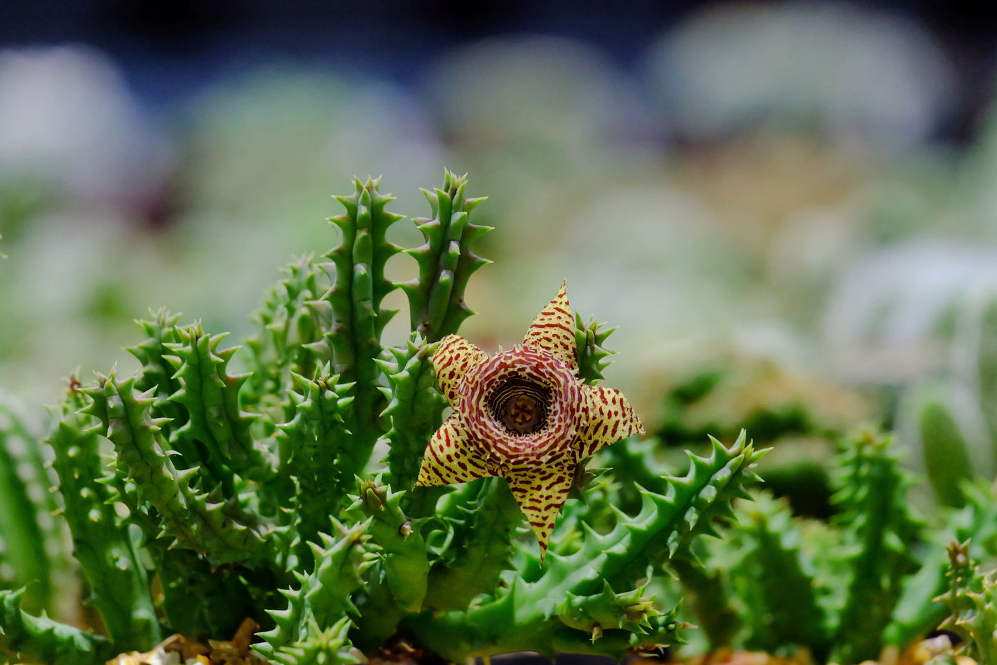 huernia succulent Buy Huernia