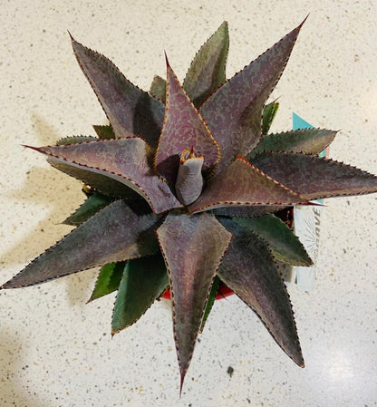 purple people eater succulent Buy Mangave 'Purple People Eater'