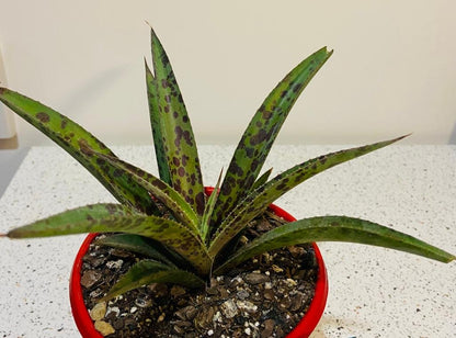 pineapple express plant succulent Buy Mangave 'Pineapple Express'
