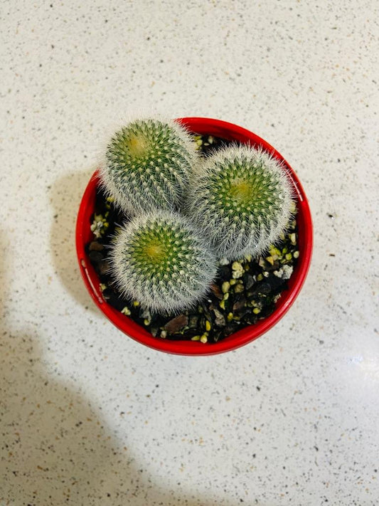 Parodia Alba
