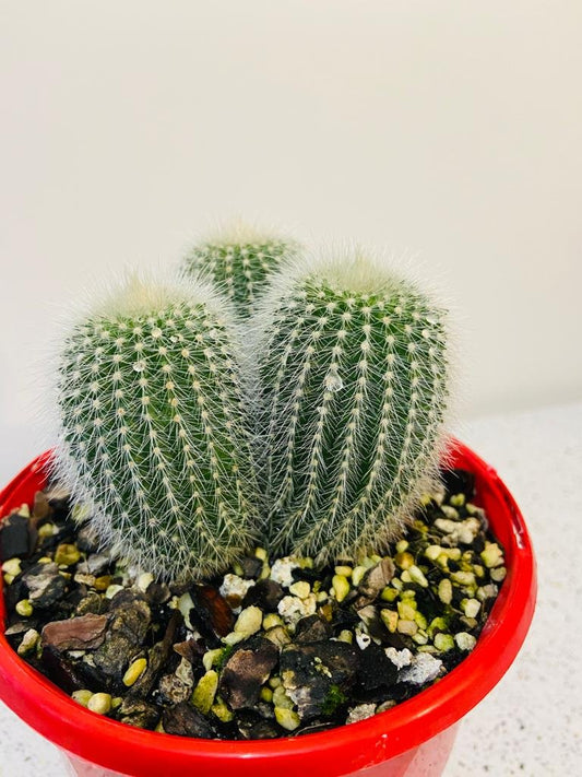 Parodia Alba
