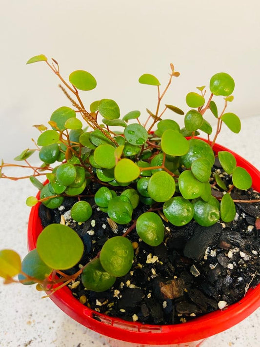 Peperomia Pepperspot 130mm