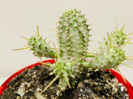 Euphorbia Mamillaris Variegated - 130mm