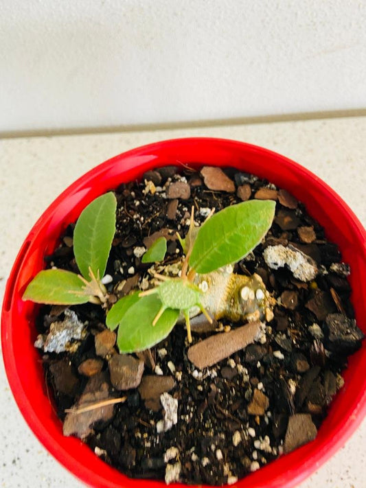 Dorstenia Foetida  130mm