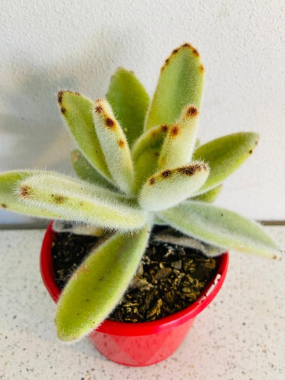hairy succulent plant Buy Kalanchoe Tomentosa 'Big Hairy'