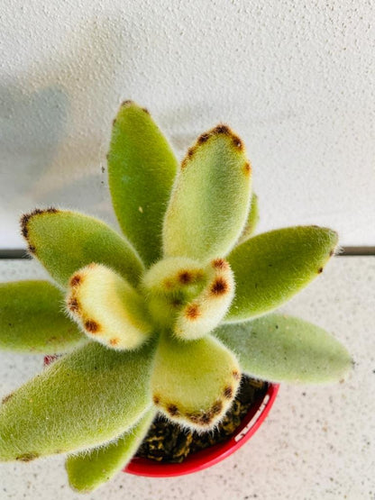 succulent with hairy leaves Buy Kalanchoe Tomentosa 'Big Hairy'