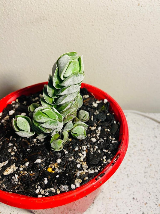 Crassula 'Ivory Pagoda'