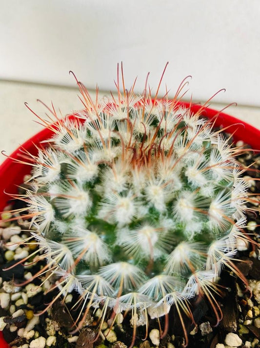 Cacti - Pincushion Cactus Mammillaria Bombycinia-130mm