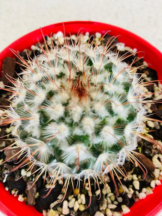Cacti - Pincushion Cactus Mammillaria Bombycinia-130mm