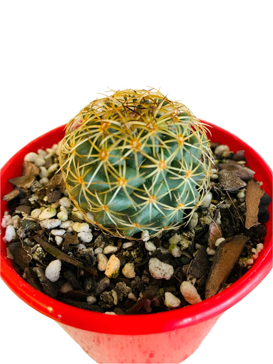 Cacti - Pincushion Cactus Mammillaria Blossfeldiana