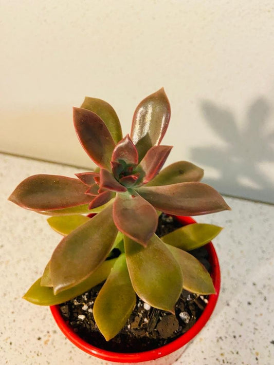 Graptoveria Rubra  80mm