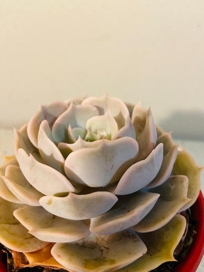 pollux succulent Buy Echeveria 'Pollux'