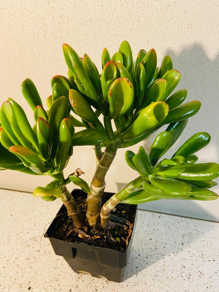 icy fingers succulent Buy Crassula Ovata Ladyfingers