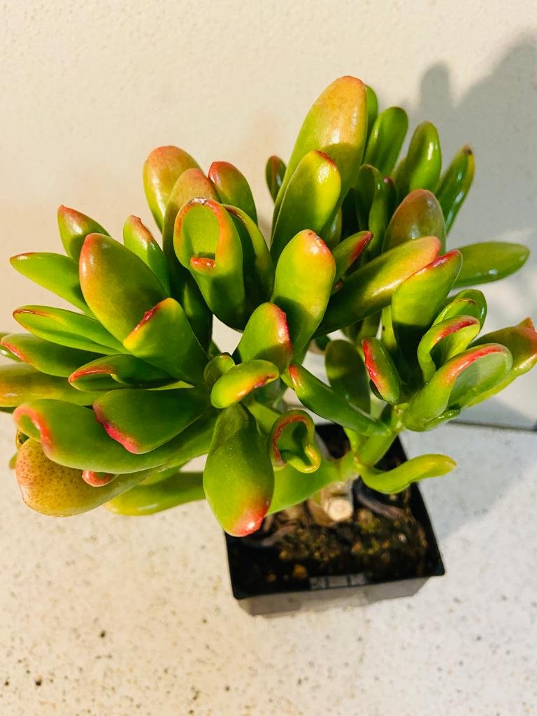 lady fingers succulent plant Buy Crassula Ovata Ladyfingers
