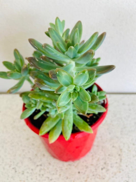 Graptosedum Coralee  130mm