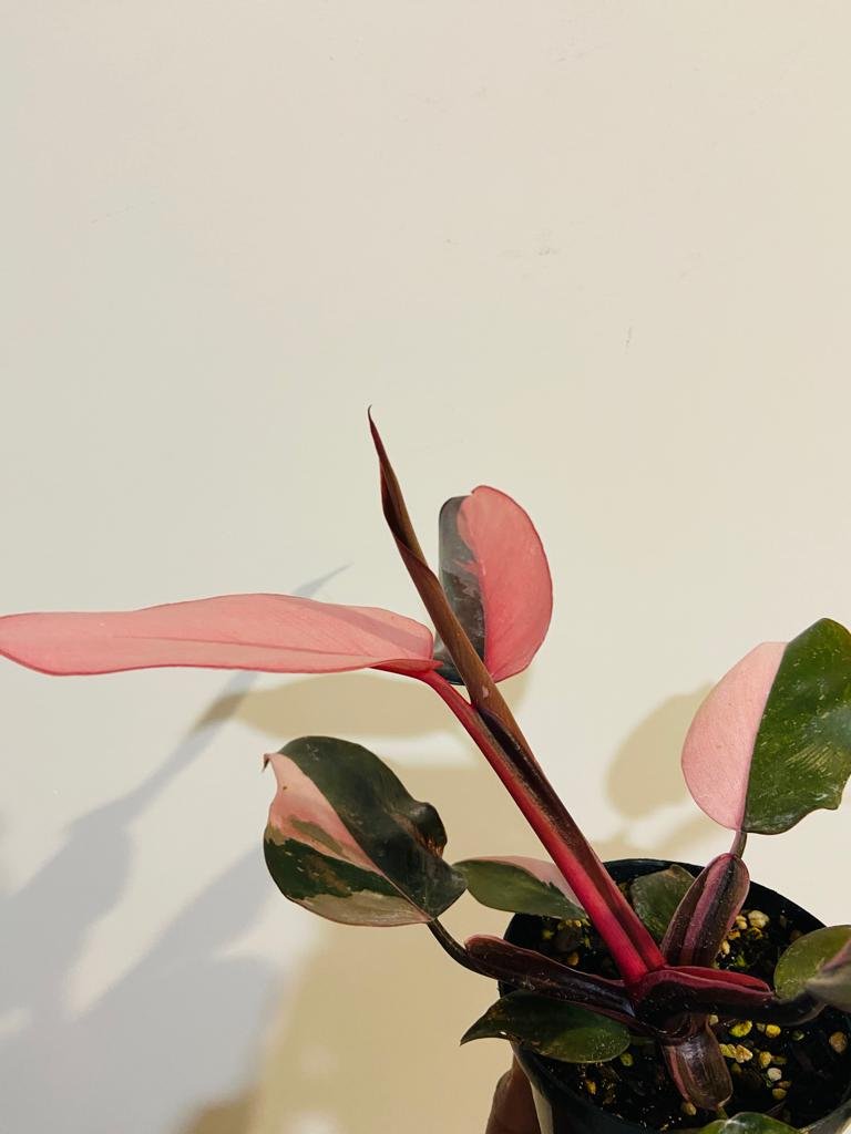 philodendron pink princess vs pink congo Philodendron Pink Princess