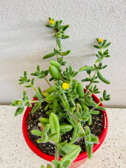 pickle plant succulent flower Buy Delosperma Pruinosum