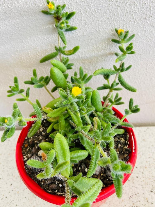 Delosperma Pruinosum