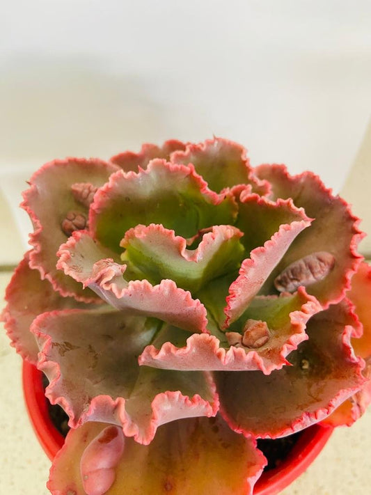 Echeveria 'Bumps'- 130mm