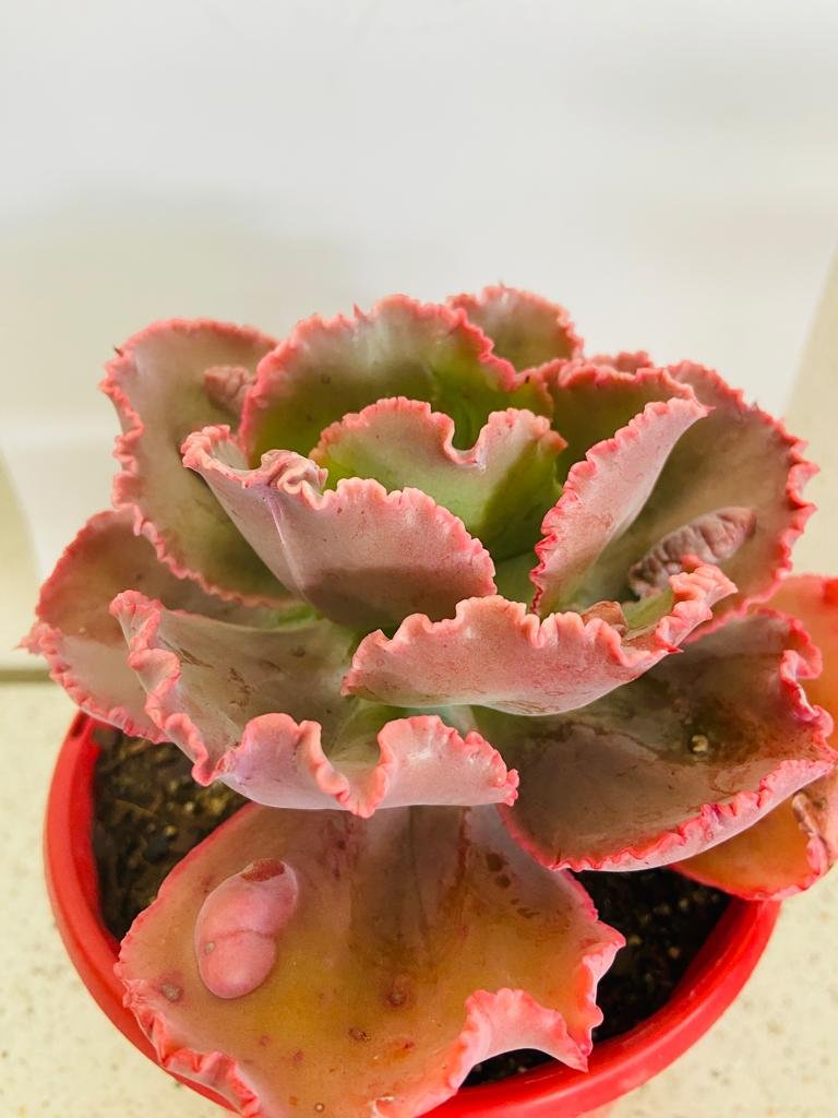 bumps on succulent leaves Buy Echeveria Bumps in Australia online