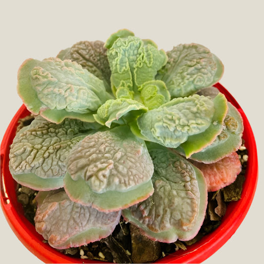 Echeveria Linguas 130mm