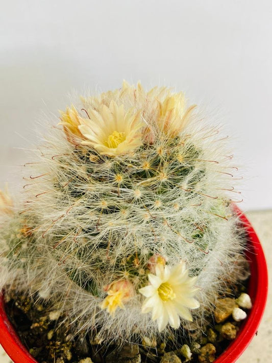 Cacti - Mammillaria Bocasana