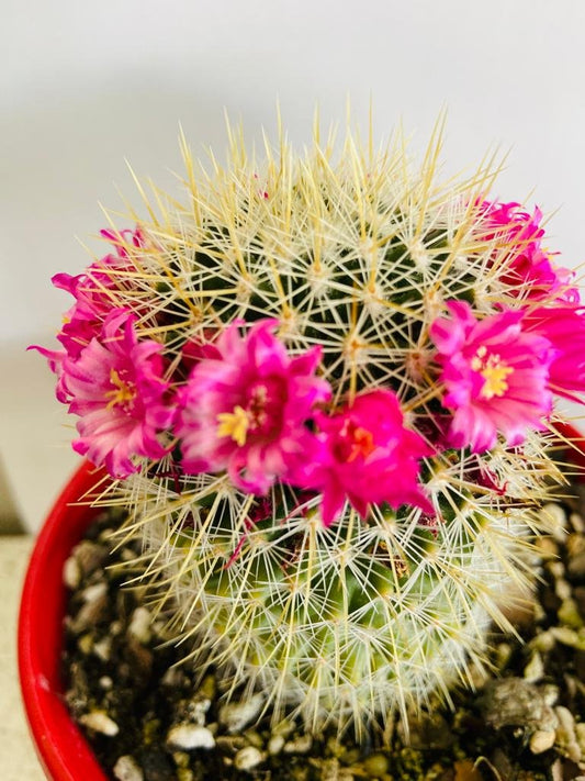 Cacti - Mammillaria Spinosissima