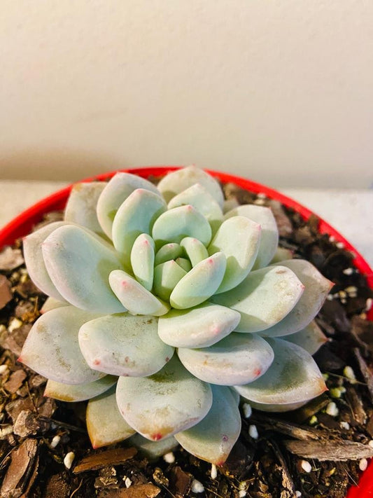 Echeveria Monroe 130mm