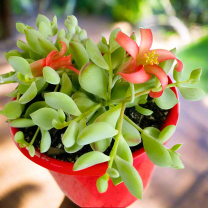 cotyledon succulent plant Buy Cotyledon Pendens