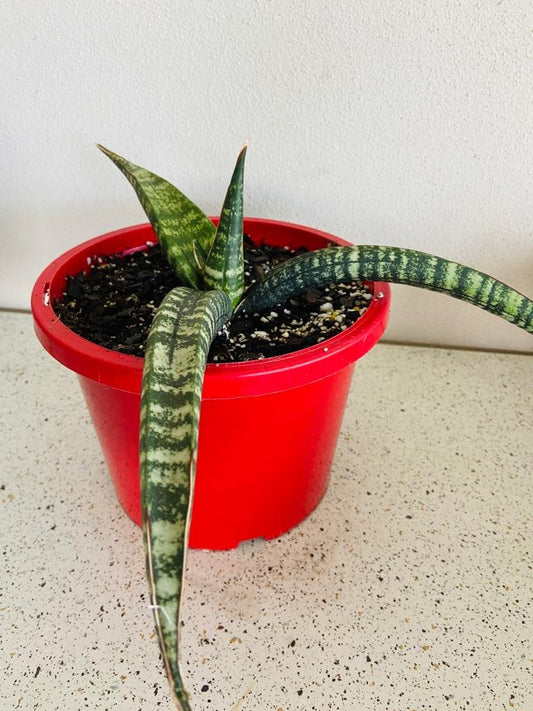Sansevieria Cylindrica