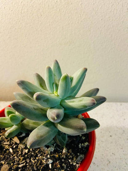 pachyphytum compactum succulent Buy Pachyphytum Compactum