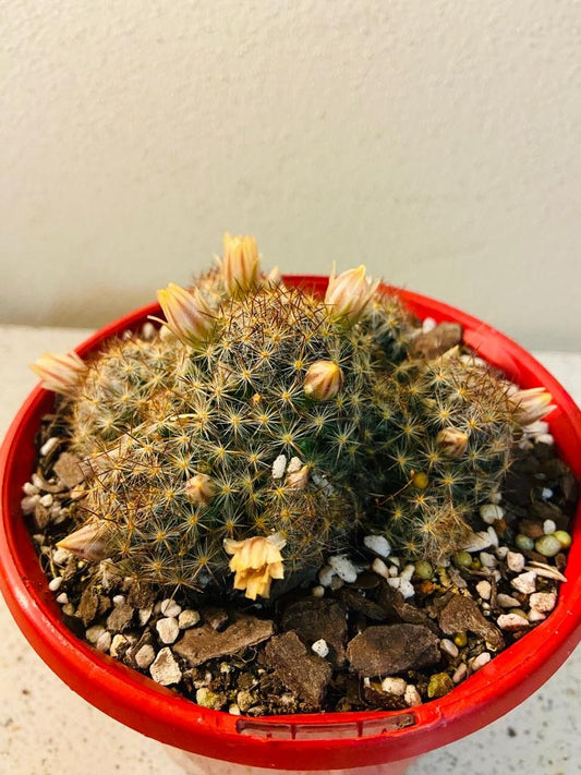 Cacti - Mammillaria Prolifera-130mm