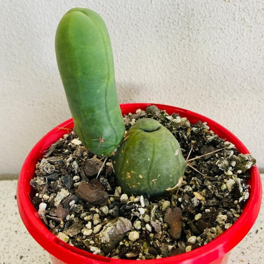 Cacti - Bridgesii Monstrose- 'Penis Cactus'
