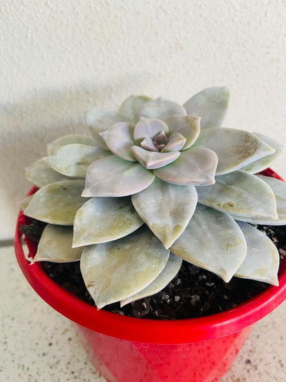 graptopetalum superbum succulent Buy Graptopetalum Superbum