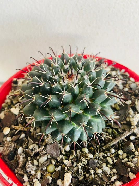 Pincushion Cactus