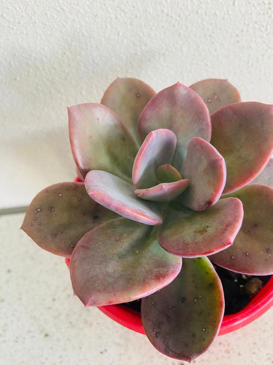 Pachyveria Blue Tongue 130mm
