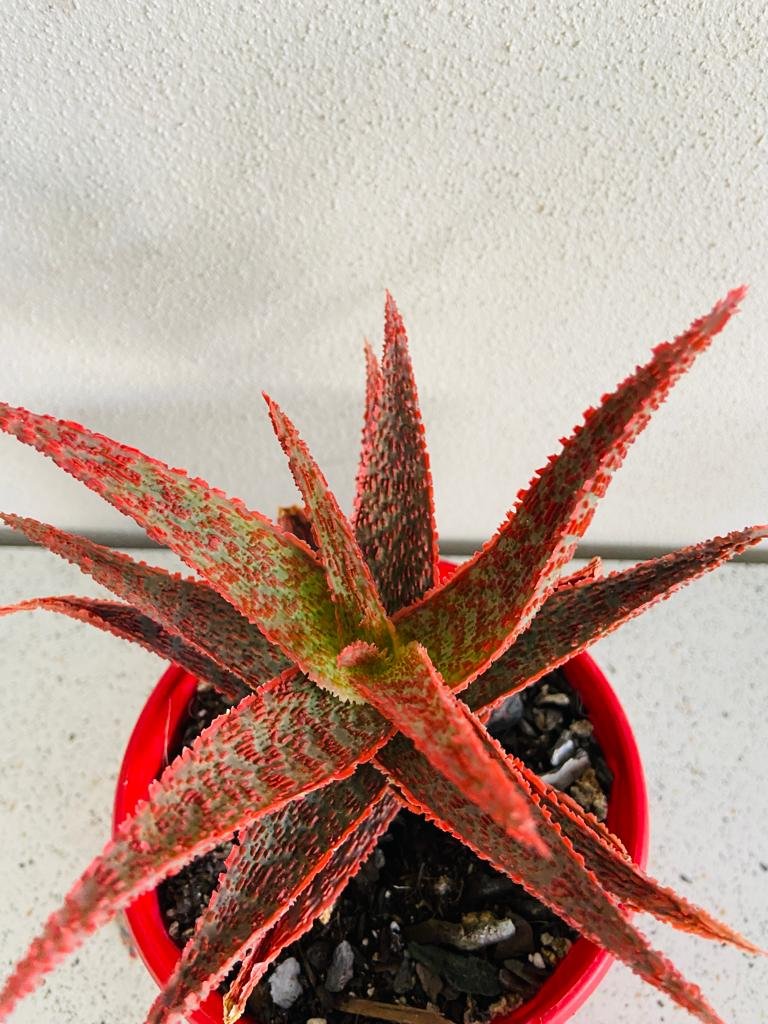 Aloe Hybrid Juno 130mm