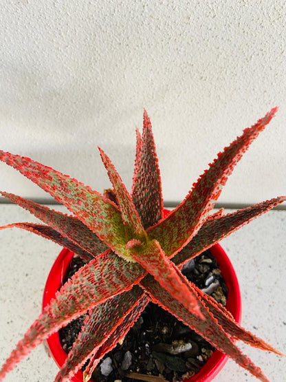 Aloe Hybrid Juno 130mm