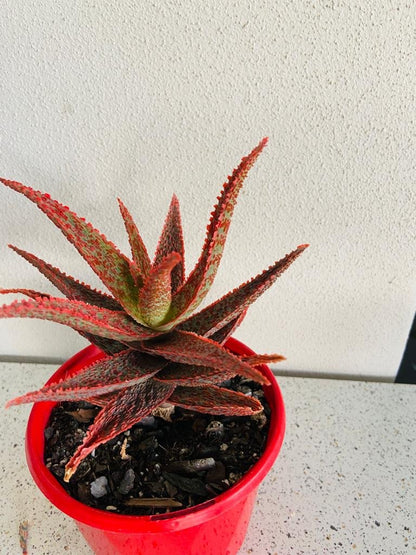 Aloe Hybrid Juno 130mm