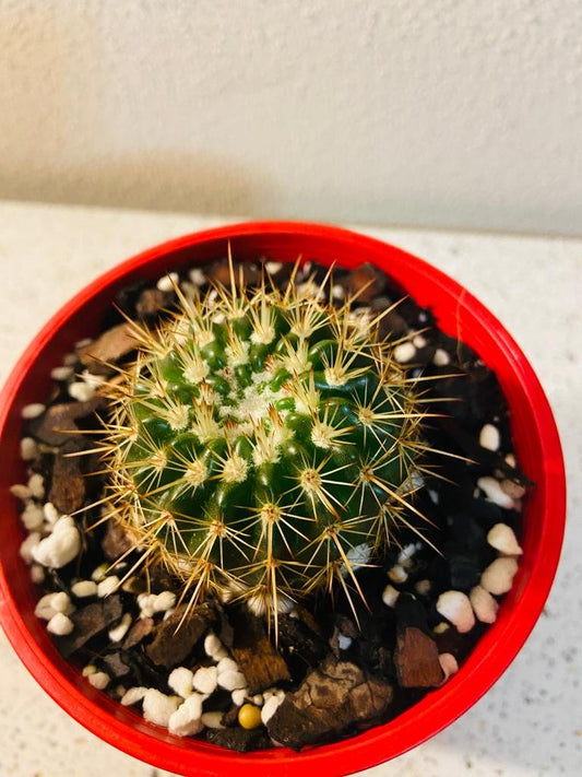 Cacti - Parodia Roseoluteus -100mm