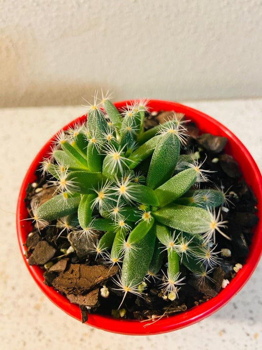 Tricodiadema Densum  80mm
