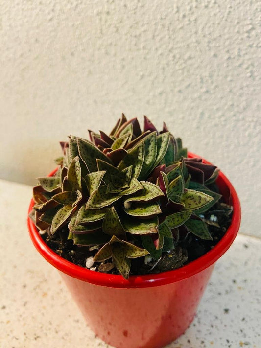Crassula Pagoda Village Exilis Cooperi 80mm