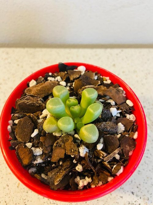 Fenestraria Baby's Toes  With 80mm Pot