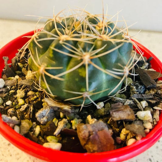 Cacti - Gymnocalycium Netrelianum