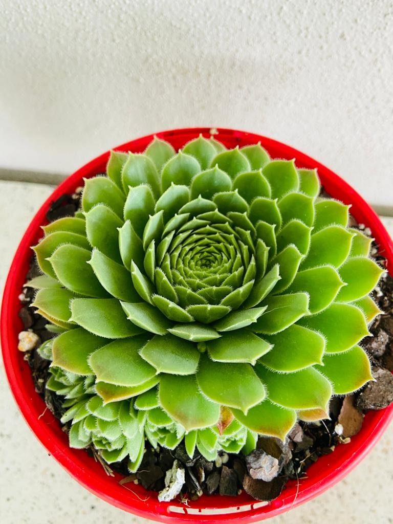 hens and chicks succulents for sale Buy Sempervivum 'Hens and Chicks' Succulent Online