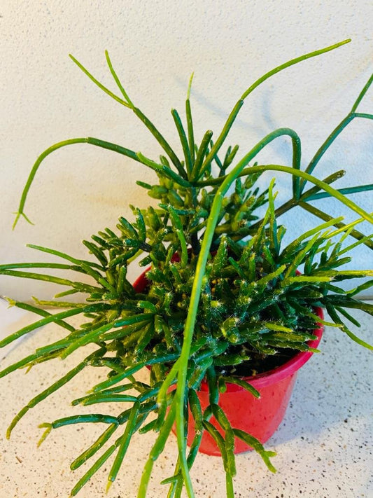 Rhipsalis Red Coral- 130mm