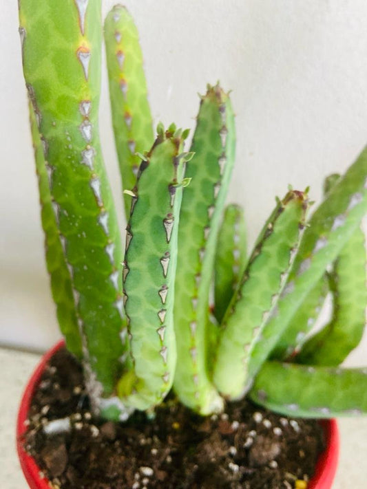 Euphorbia Heterochroma