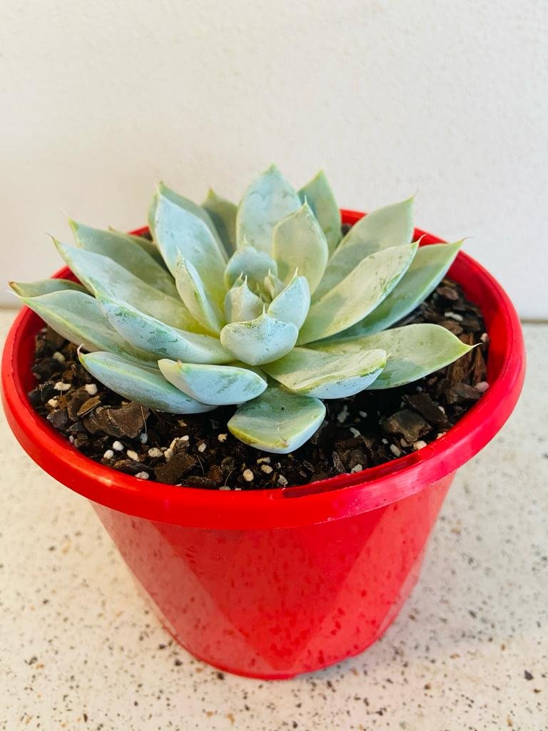 snow bunny succulent Buy Echeveria Snow Bunny